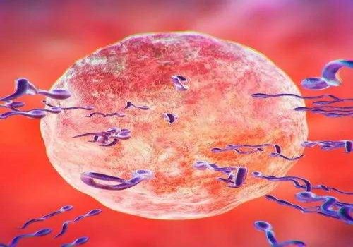 湖州助孕代怀：﻿为什么两个月是胎停的高发期？染色体异常是原因之一